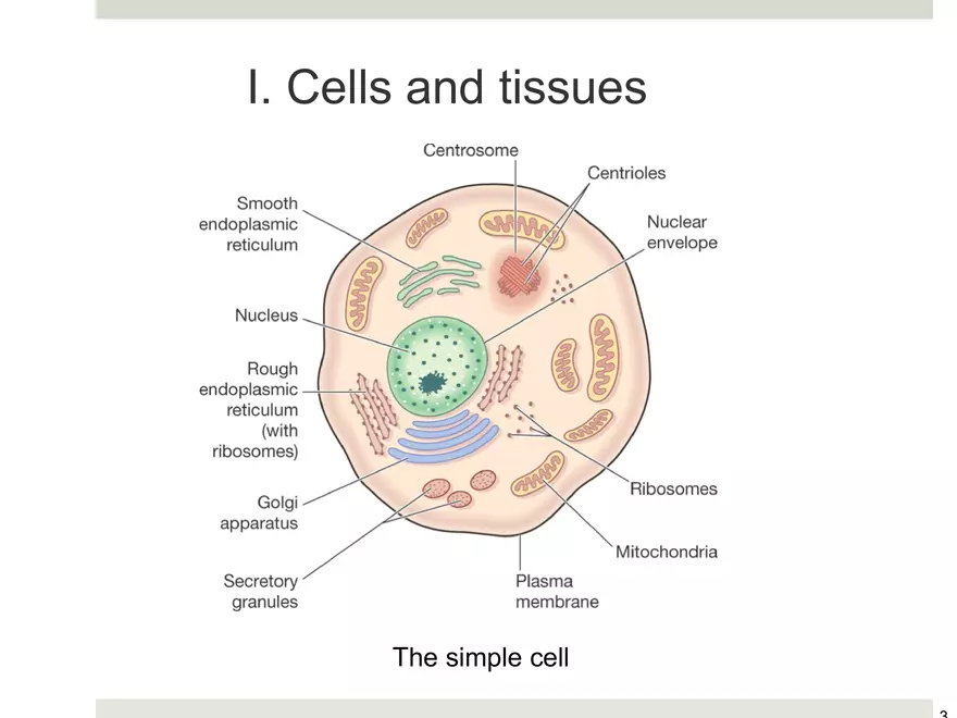 Organization of the Body Note - Page 3