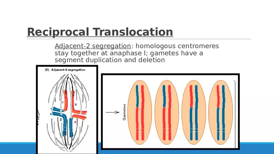 Summary of Aneuploidies Part 3 - Page 3
