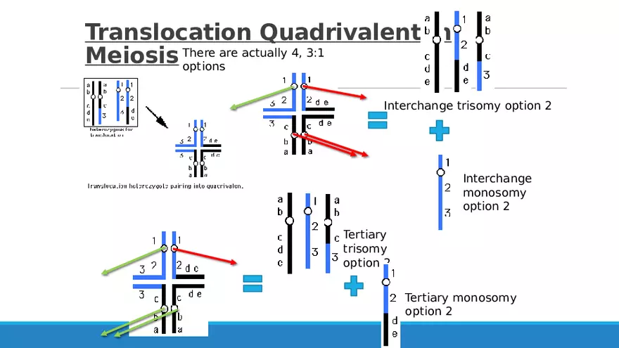 Summary of Aneuploidies Part 3 - Page 5