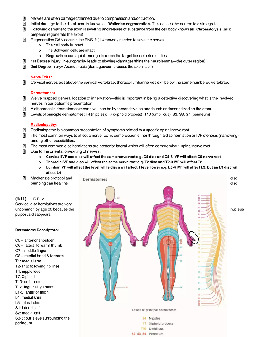Peripheral Neuroanatomy - Page 3