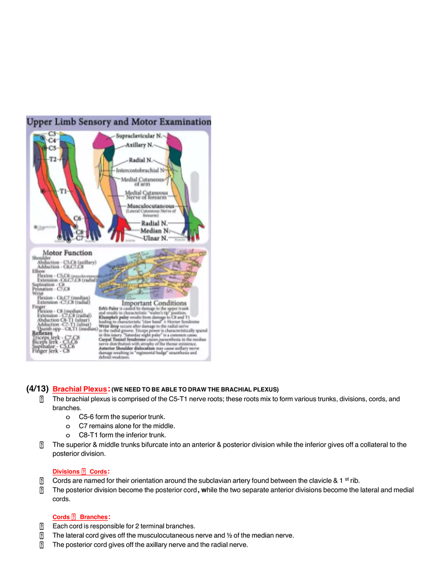 Peripheral Neuroanatomy - Page 4
