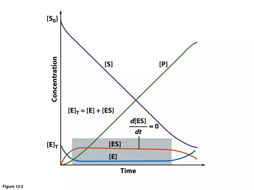 Principles of Biochemistry - Enzymes Lecture 4 - Page 8