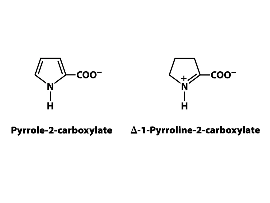 Principles of Biochemistry - Enzymes Lecture 4 - Page 2