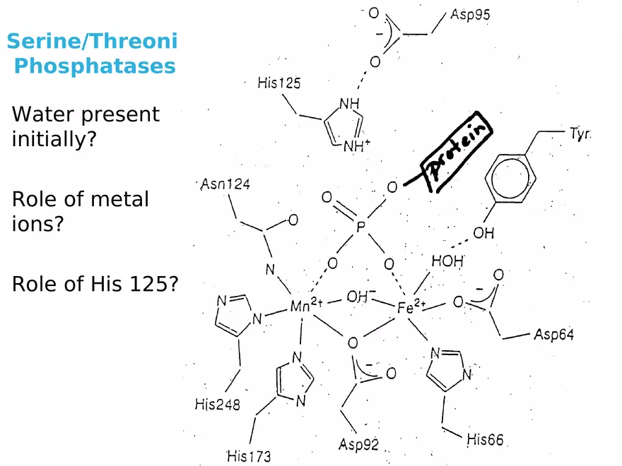 Principles of Biochemistry - Enzymes Lecture 4 - Page 4
