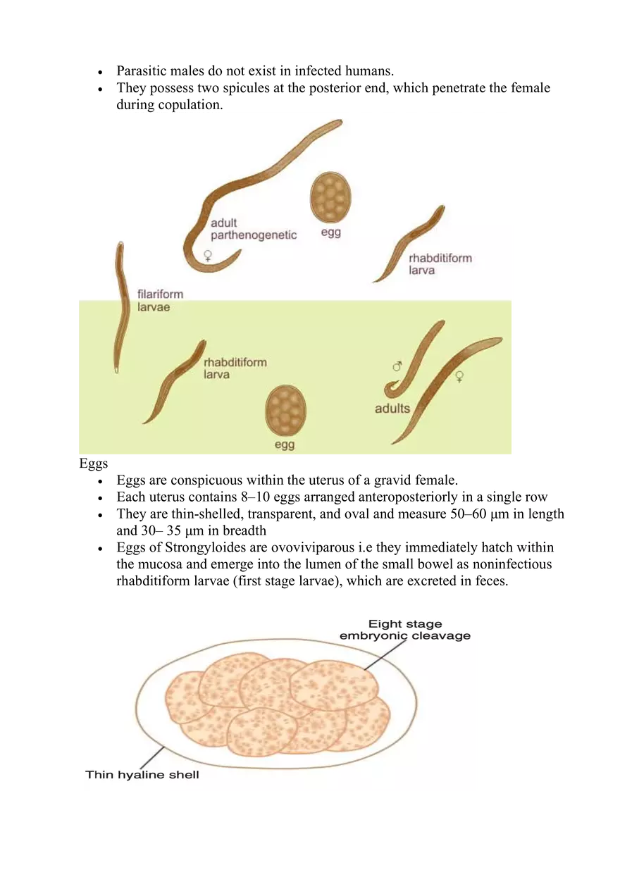 Strongyloides Stercoralis - Page 2