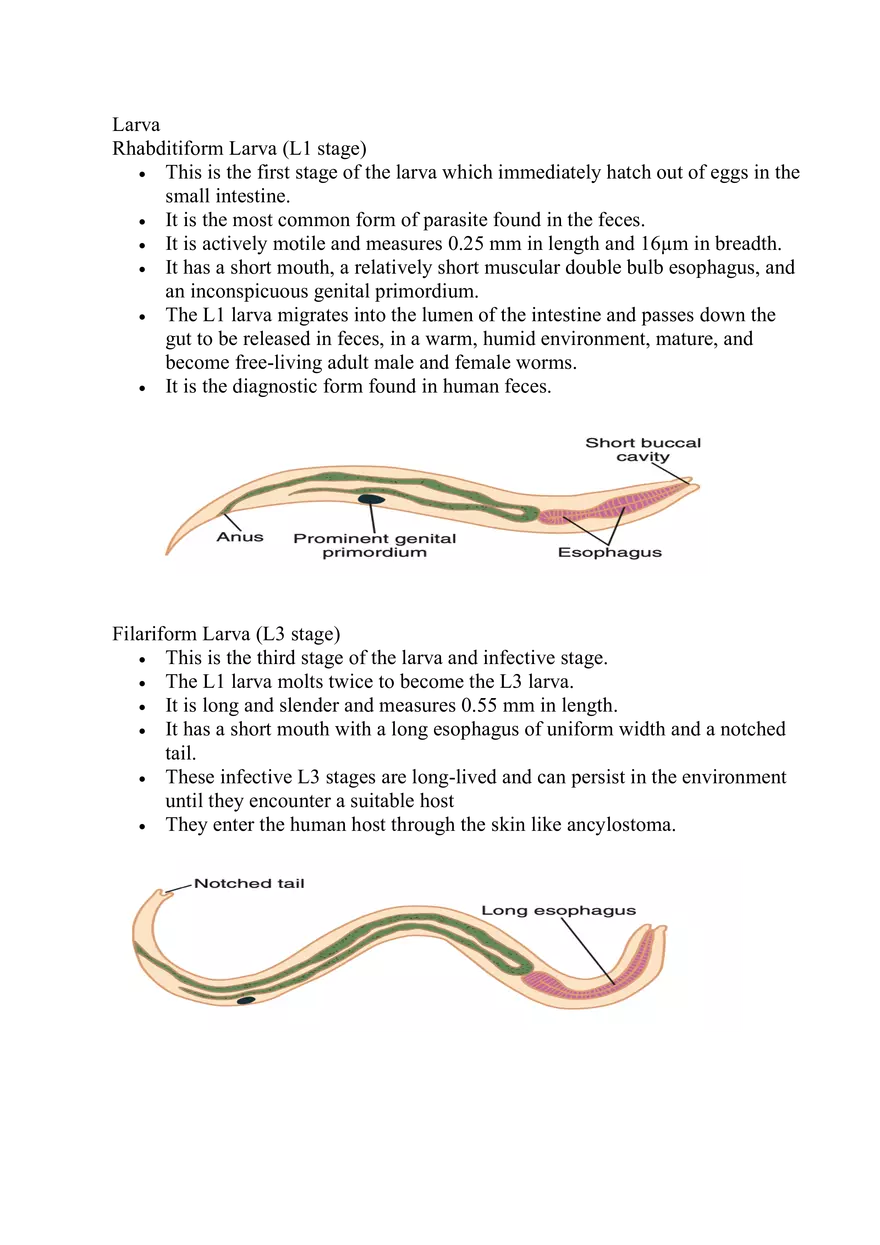 Strongyloides Stercoralis - Page 3