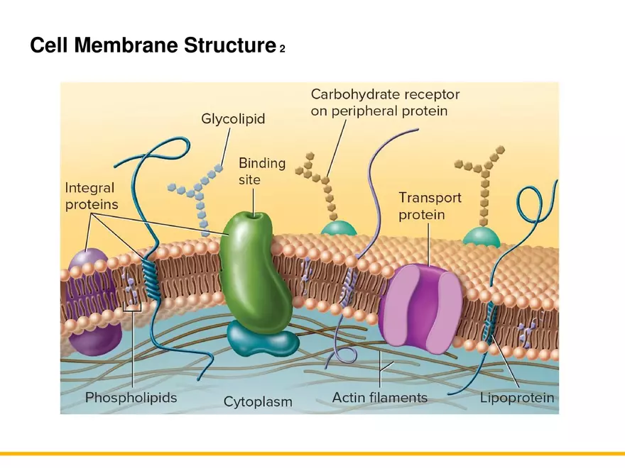 A Survey of Prokaryotic Cells and Microorganisms Lecture 5 - Page 7