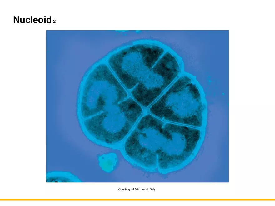 A Survey of Prokaryotic Cells and Microorganisms Lecture 5 - Page 10