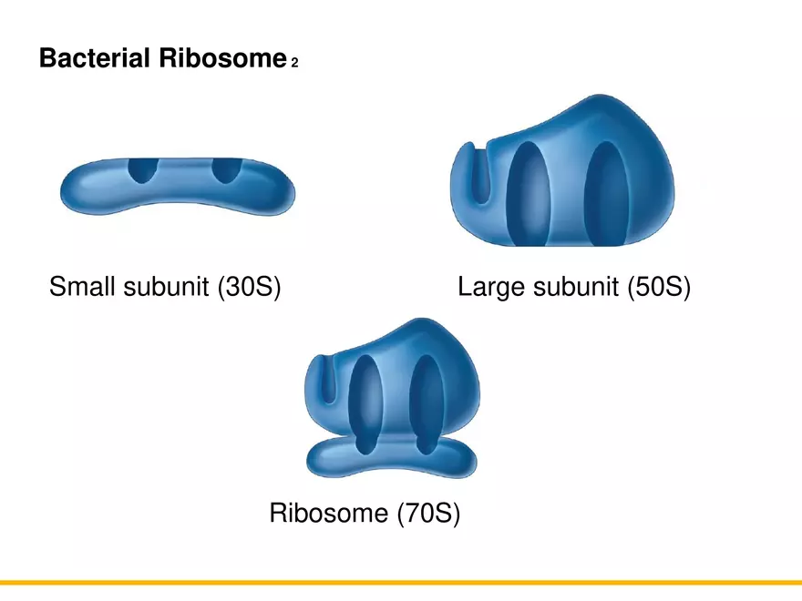 A Survey of Prokaryotic Cells and Microorganisms Lecture 5 - Page 3