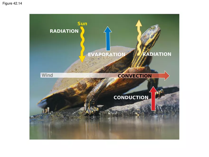 Animal Form and Function Lecture 3 - Page 7