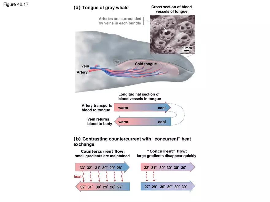 Animal Form and Function Lecture 3 - Page 4