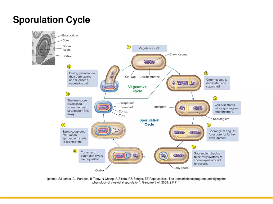 A Survey of Prokaryotic Cells and Microorganisms Lecture 6 - Page 9