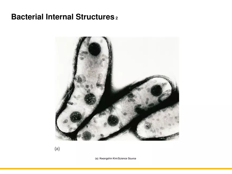 A Survey of Prokaryotic Cells and Microorganisms Lecture 6 - Page 2