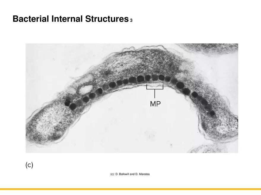 A Survey of Prokaryotic Cells and Microorganisms Lecture 6 - Page 4