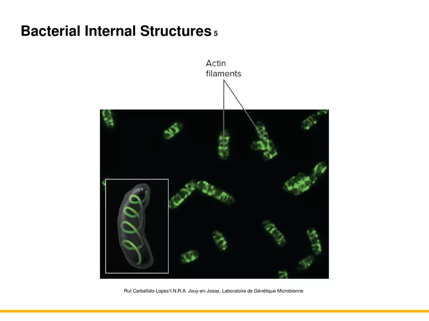 A Survey of Prokaryotic Cells and Microorganisms Lecture 6 - Page 6