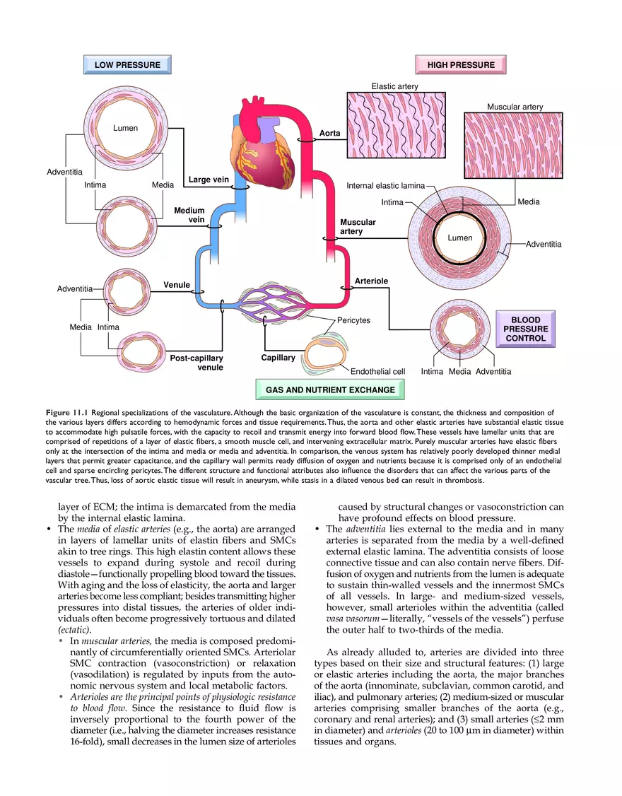 Blood Vessels Study Guide - Page 2