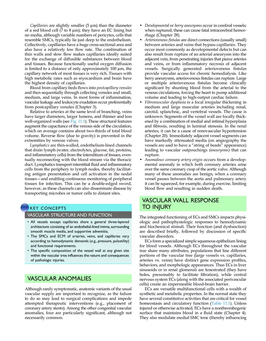 Blood Vessels Study Guide - Page 3