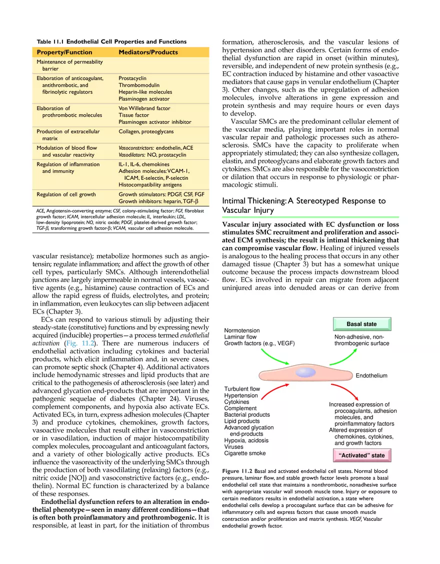 Blood Vessels Study Guide - Page 4