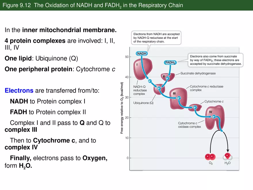 Pathways That Harvest Chemical Energy Lecture Part 4 - Page 9