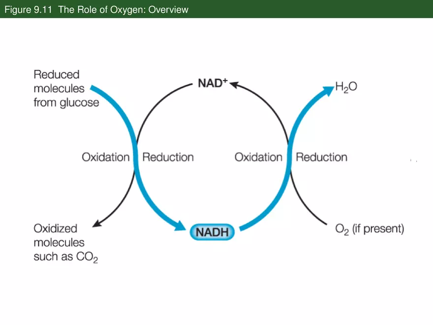 Pathways That Harvest Chemical Energy Lecture Part 4 - Page 3
