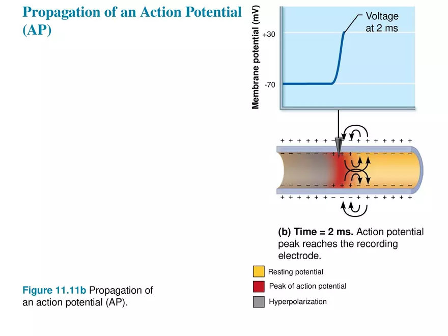 Fundamentals of the Nervous System and Nervous Tissue Lectrure 8 - Page 7