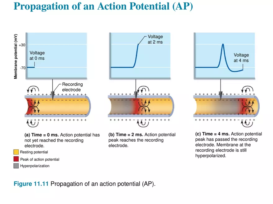 Fundamentals of the Nervous System and Nervous Tissue Lectrure 8 - Page 8