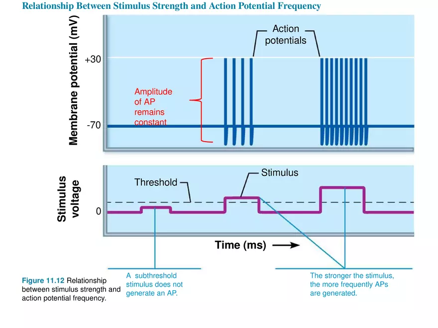 Fundamentals of the Nervous System and Nervous Tissue Lectrure 8 - Page 10