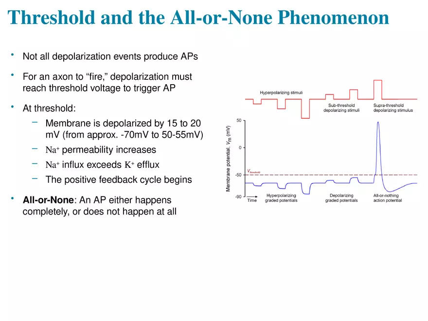 Fundamentals of the Nervous System and Nervous Tissue Lectrure 8 - Page 2