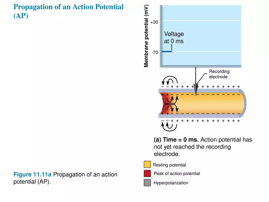 Fundamentals of the Nervous System and Nervous Tissue Lectrure 8 - Page 6