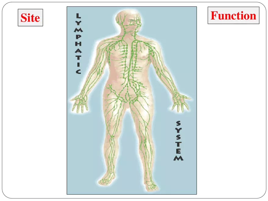 The Lymphatic System - Page 3