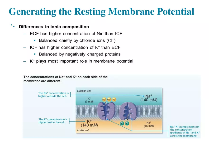 Fundamentals of the Nervous System and Nervous Tissue Lectrure 5 - Page 8