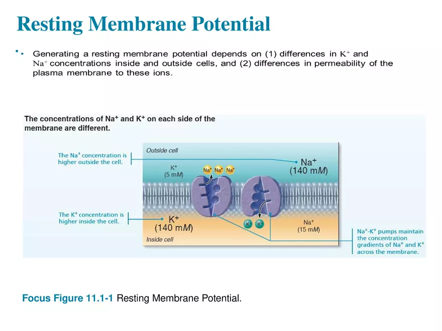 Fundamentals of the Nervous System and Nervous Tissue Lectrure 5 - Page 9