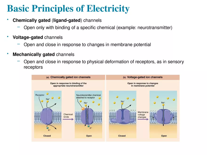 Fundamentals of the Nervous System and Nervous Tissue Lectrure 5 - Page 4