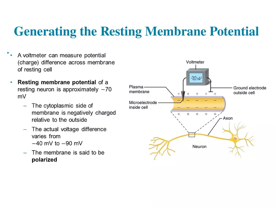 Fundamentals of the Nervous System and Nervous Tissue Lectrure 5 - Page 6