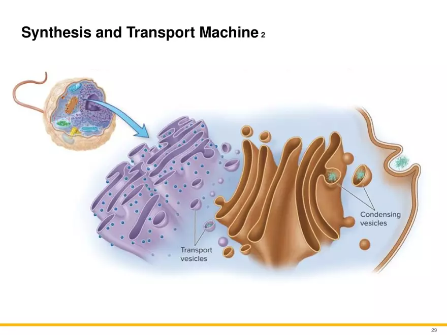 A Survey of Eukaryotic Cells and Microorganisms Part 3 - Page 8
