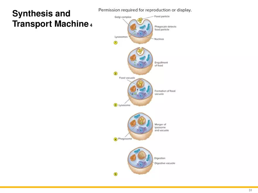 A Survey of Eukaryotic Cells and Microorganisms Part 3 - Page 10