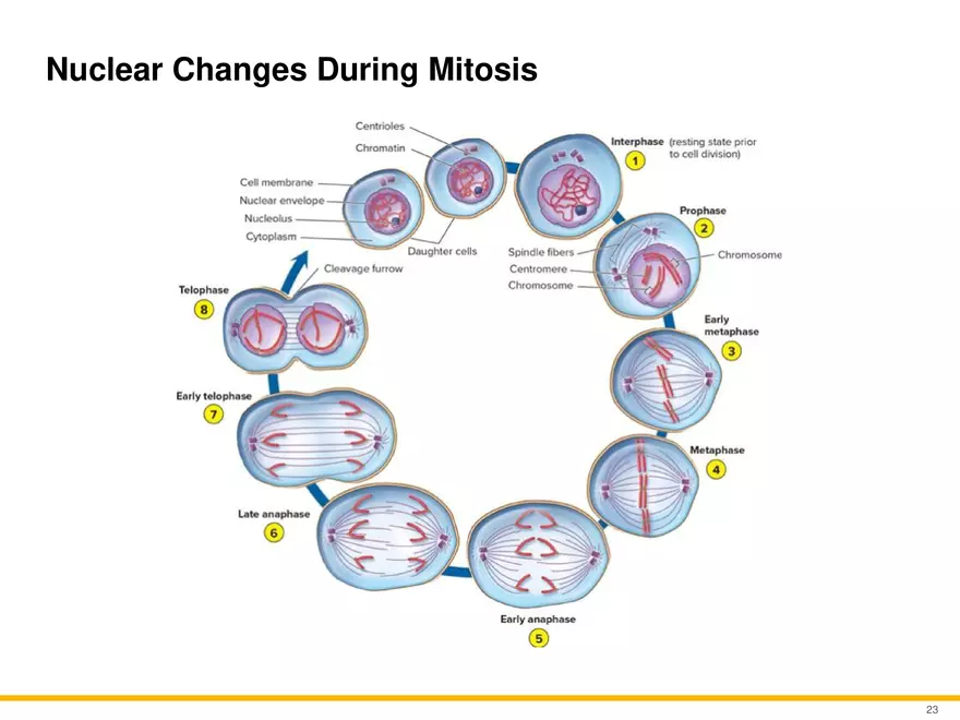 A Survey of Eukaryotic Cells and Microorganisms Part 3 - Page 2