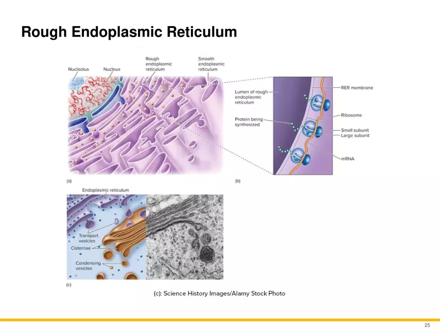 A Survey of Eukaryotic Cells and Microorganisms Part 3 - Page 4
