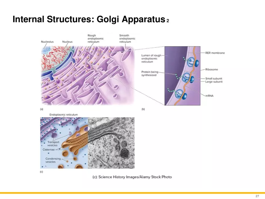 A Survey of Eukaryotic Cells and Microorganisms Part 3 - Page 6