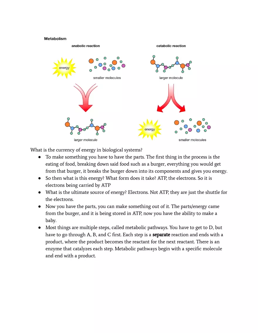 An Organism’s Metabolism Matter and Energy - Page 2