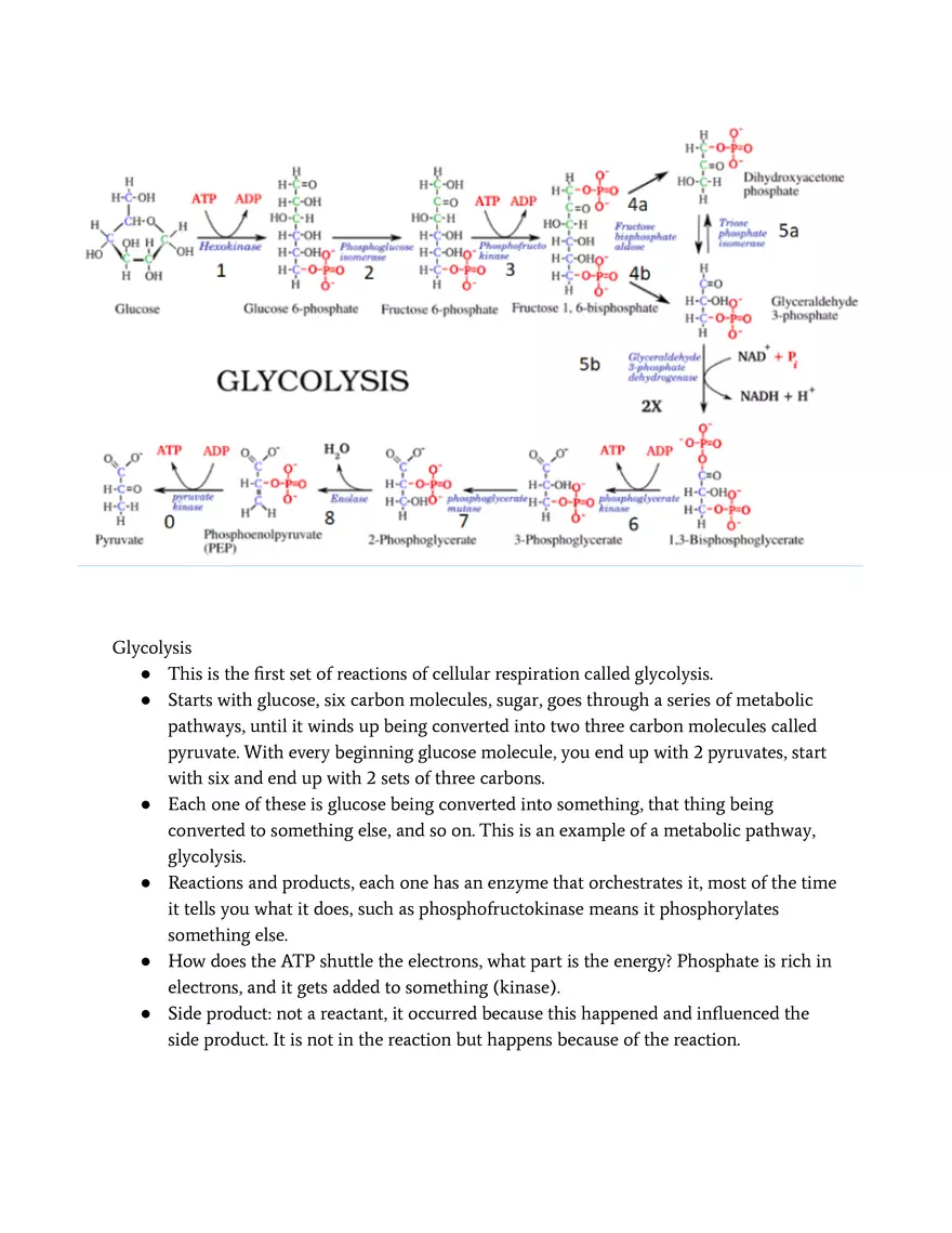An Organism’s Metabolism Matter and Energy - Page 3