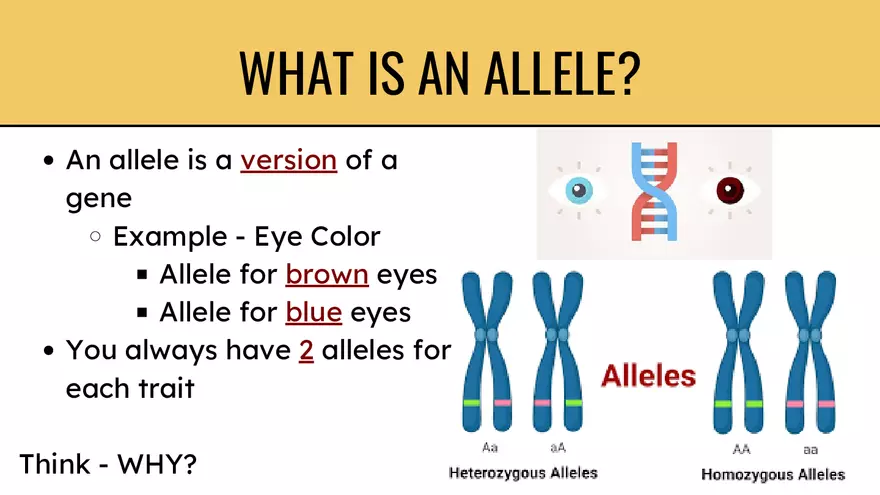 Genes & Alleles - Page 3
