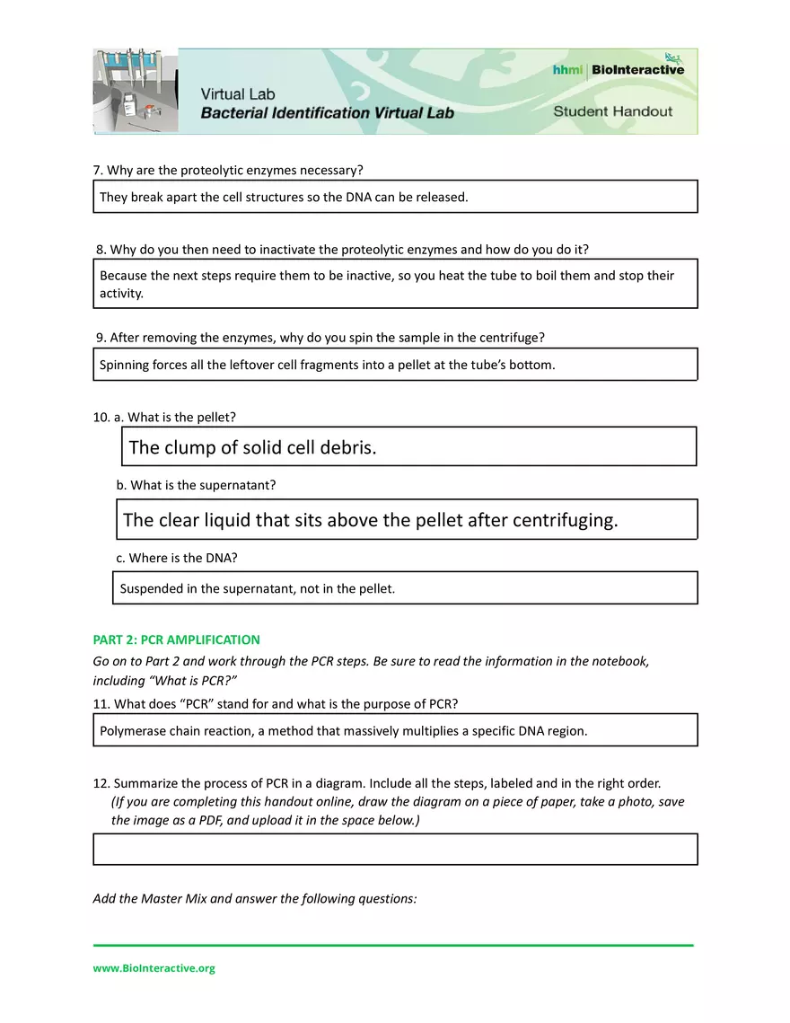 Dev Poduval Bacterial Identification Lab Worksheet - Page 2