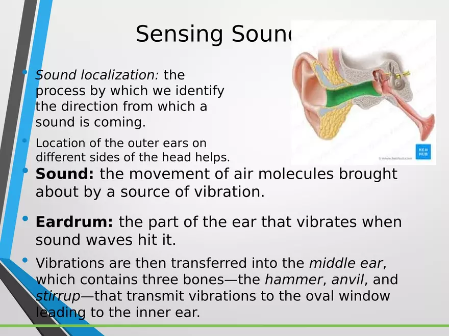 Sensation and Perception Lecture 4 - Page 7