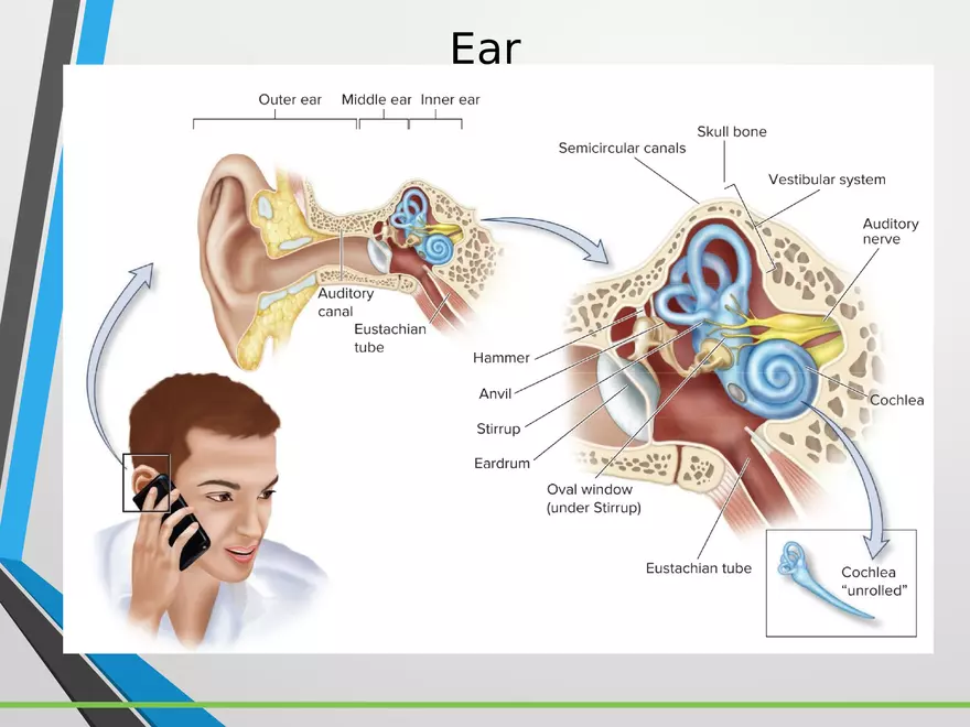 Sensation and Perception Lecture 4 - Page 9