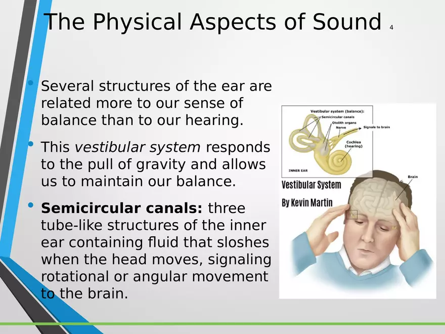 Sensation and Perception Lecture 4 - Page 3