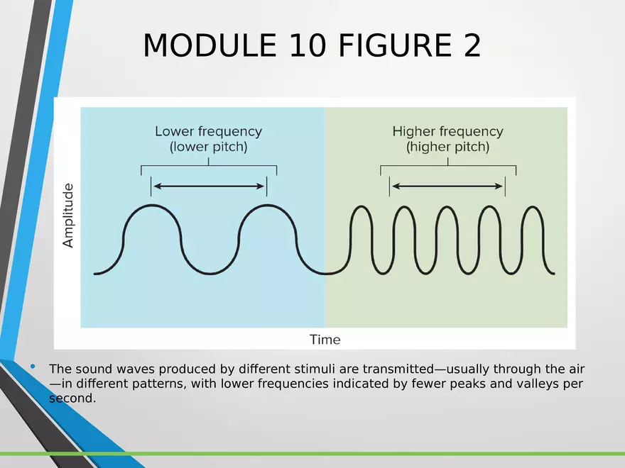 Sensation and Perception Lecture 4 - Page 6