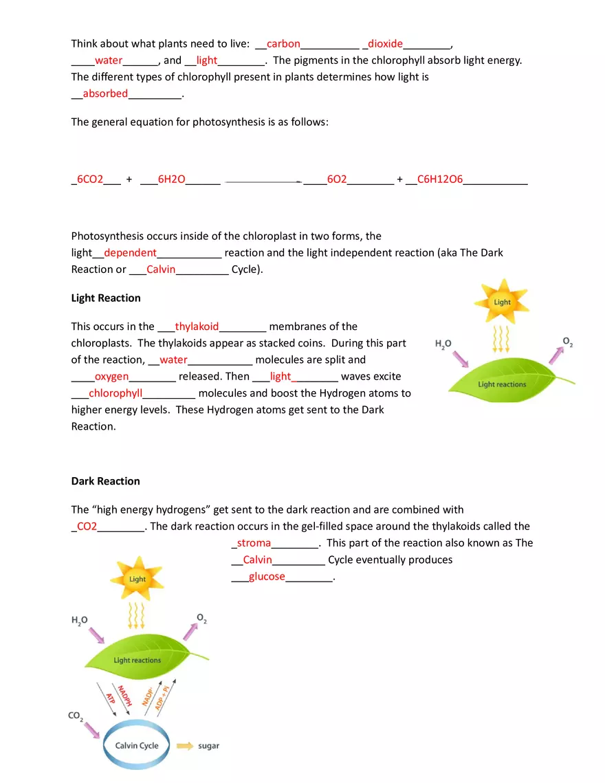 Photosynthesis - Means to Make From Light - Page 2