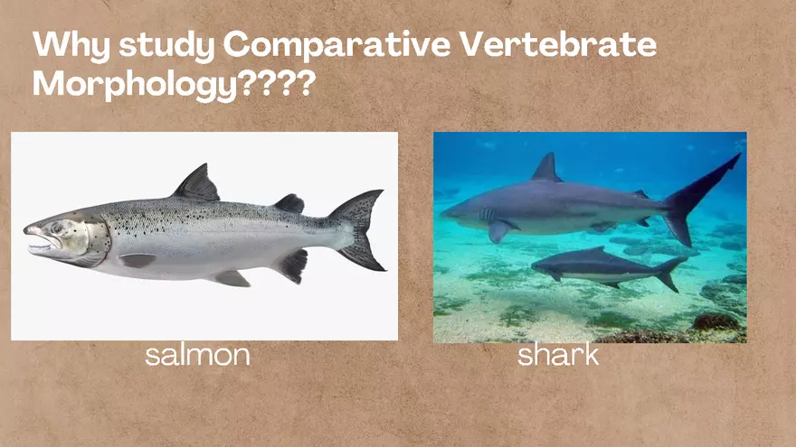 Vertebrate Anatomy - Fish - Page 2