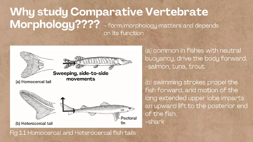 Vertebrate Anatomy - Fish - Page 3